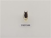 藏品(斑銹天牛)的圖片